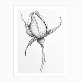 English Rose Blooming Line Drawing 2 Art Print