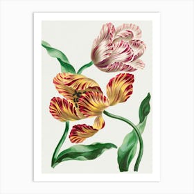 Tulips 4 Art Print