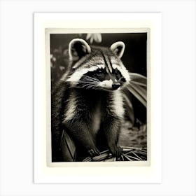 Chiriqui Raccoon Vintage Photography Art Print