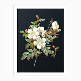 Vintage White Candolle Rose Botanical Watercolor Illustration on Dark Teal Blue n.0537 Art Print