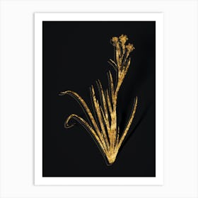 Vintage Bermudiana Botanical in Gold on Black n.0319 Art Print