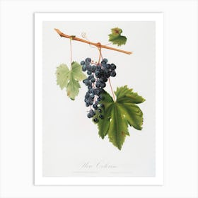 Grape Colorino (Vitis Vinifera Auxiliaria ) From Pomona Italiana (1817 - 1839), Giorgio Gallesio Art Print