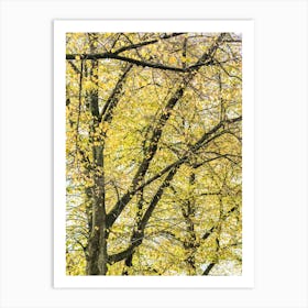 Yellow Autumn Trees Art Print