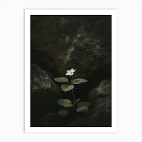 Single Flower 37 Art Print