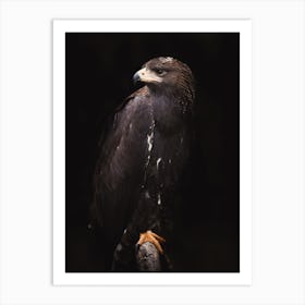 Golden Eagle Portrait Art Print