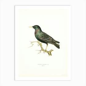 European Starling (Sturnus Vulgaris), The Von Wright Brothers Art Print