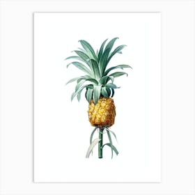 Vintage Pineapple Botanical Illustration on Pure White n.0574 Art Print