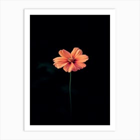 Single Orange Flower 11 Affiche