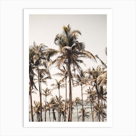 Palm Trees of Sri Lanka Art Print
