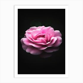 Pink Rose On Black Background 7 Art Print