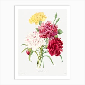 Carnation, Pierre Joseph Redouté Art Print