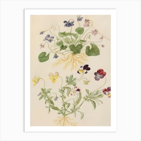 Pansies 3 Art Print