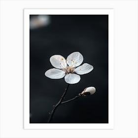 Cherry Blossom 5 Art Print