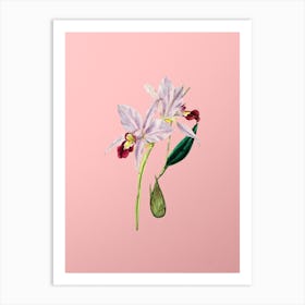 Vintage Two Edged Laelia Botanical on Soft Pink Art Print