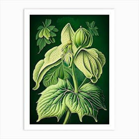 Mayapple Wildflower Vintage Botanical 2 Art Print