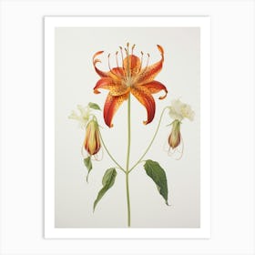 Pressed Flower Botanical Art Gloriosa Lily 2 Art Print