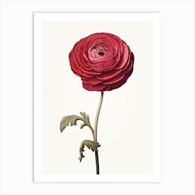 Ranunculus Flower Vintage Botanical 3 Art Print