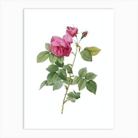 Vintage Pink Bourbon Roses Botanical Illustration on Pure White n.0717 Art Print