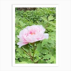 Img 4298  Peony paradise Art Print