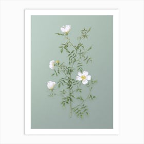 Vintage Hedge Rose Botanical Art on Mint Green n.0406 Art Print