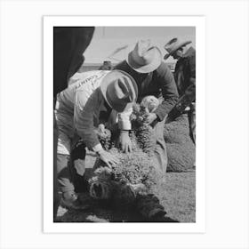 Judging Sheep At The San Angelo Fat Stock Show, San Angelo, Texas By Russell Lee Art Print