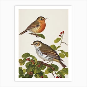 Hermit Thrush James Audubon Vintage Style Bird Art Print