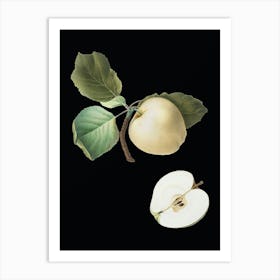 Vintage Astracan Apple Botanical Illustration on Solid Black n.0879 Art Print