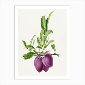 Plums 1 Art Print