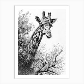 Giraffe With Their Head In The Branches Pencil Drawing 3 Art Print