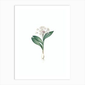 Vintage Pygmy Hyacinth Botanical Illustration on Pure White n.0044 Art Print