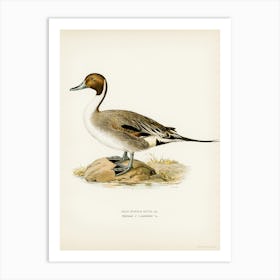 Northern Pintail, The Von Wright Brothers 1 Art Print