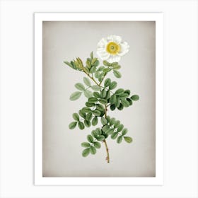 Vintage Macartney Rose Botanical on Parchment n.0816 Art Print