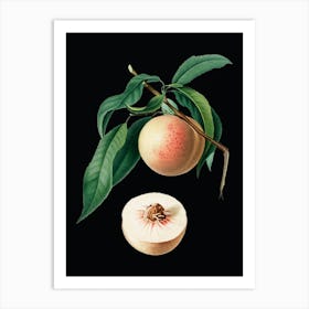 Vintage Peach Botanical Illustration on Solid Black n.0292 Art Print