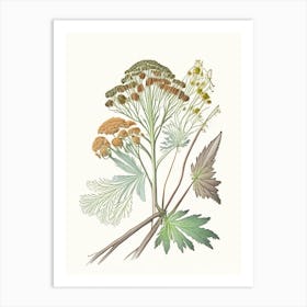 Angelica Root Spices And Herbs Pencil Illustration 1 Art Print