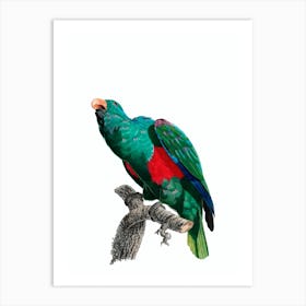 Vintage Eclectus Parrot Bird Illustration on Pure White n.0024 Art Print