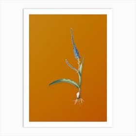 Vintage Ixia Plantaginea Botanical on Sunset Orange n.0384 Art Print