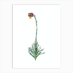 Vintage Scarlet Martagon Lily Botanical Illustration on Pure White n.0028 Art Print