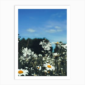 Field Of Daisies Art Print