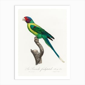 The Plum Headed Parakeet From Natural History Of Parrots, Francois Levaillant Art Print