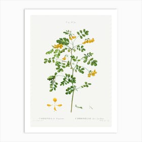 Scorpion Senna, Pierre Joseph Redoute Art Print