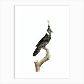 Vintage Black Jay With White Collar Bird Illustration on Pure White Art Print