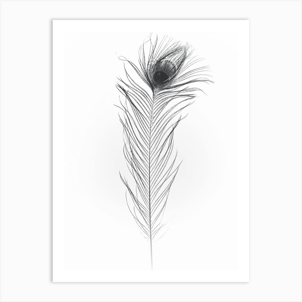 Flute & Peacock Feather Pen Drawing – Meghnaunni.com