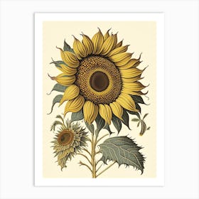 Desert Sunflower Wildflower Vintage Botanical 1 Art Print
