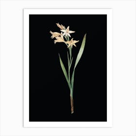 Vintage Gladiolus Cuspidatus Botanical Illustration on Solid Black n.0502 Art Print