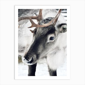 Christmas Reindeer Art Print