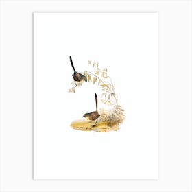 Vintage Textile Wren Bird Illustration on Pure White n.0303 Art Print