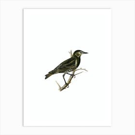 Vintage Starling Bird Illustration on Pure White n.0050 Art Print