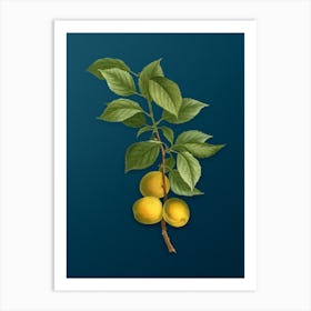 Vintage Briancon Apricot Botanical Art on Teal Blue n.0825 Art Print