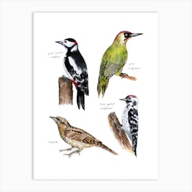 Woodpecker Birds Brown Art Print