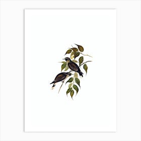 Vintage White Vented Wood Swallow Bird Illustration on Pure White Art Print